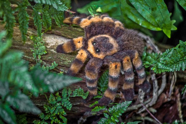 Kösener Plüschtier Rotknie Vogelspinne 22cm