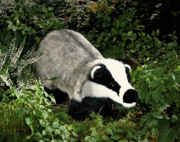 Kösener Plüschtier Dachs