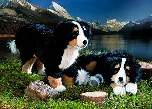 Kösener Plüschtier Berner Sennenhund stehend